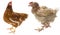 the difference between free-range hen and hen from intensive breeding