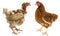 The difference between free-range hen and hen from intensive breeding