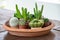 Difference types of cactus plant on clay pots. Closed up cactuss