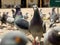 Different actitudes of a flock of pigeons in the not so clean main square 3