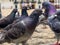 Different actitudes of a flock of pigeons in the not so clean main square 9