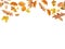 Different Autumn leaves blowing through the sky, autumn concept backgrounds, room for text, copy space, online, sale, retail, post