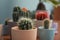 Different beautiful cacti in ceramic flowerpots