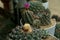 Different beautiful cacti in pots outdoors, closeup view