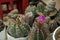 Different beautiful cacti in pots outdoors, closeup view