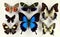 Different beautiful colorful tropical butterflies collection. Entomology