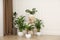 Different beautiful indoor plants in room. House decoration