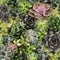 Different beautiful succulents as background