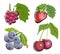 Different berry icon set