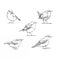 Different bird species