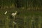 Different birds standing on the green grass near the swamp