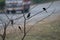 Different birds on tree stem, road, lorry background
