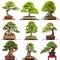 Different bonsai trees conifers and deciduous trees on white