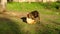 Different breeds of dogs playing in the kennel yard