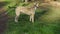 Different breeds of dogs playing in the kennel yard