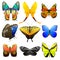 Different butterfly with abstract decorative pattern graphic summer free fly present silhouette and beauty nature spring