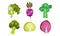 Different Cabbage with Broccoli and Brussels Sprout Cabbage Vector Set