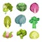 Different Cabbage with Broccoli and Pak Choi Vector Set