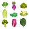 Different Cabbage with Broccoli and Pak Choi Vector Set