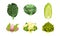 Different Cabbage with Cauliflower and Romanesco Broccoli Vector Set