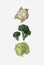 Different cabbage set. Cauliflower, leaf cabbage, and broccoli illustration. Raw food diet