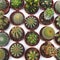 Different cacti or cactuses in pots. Top view.