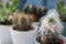 Different cacti in flowerpots on a white table, focus on the right cactus in foreground