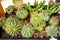 Different cactus plants in flowerpots on wooden table.