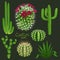 Different cactus types realistic vector icons set