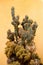 Different cactuses in Rethimno