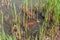 Different carps in shallow water among reeds during spawning