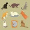 Different cat breeds cute kitty pet cartoon cute animal cattish character set catlike illustration