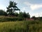 Different clouds over a field with Sally and pine trees