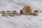 Different collector coins and gold bitcoin on the wooden background