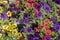 Different color of calibrachoa is genus of plants in the Solanaceae family