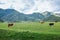 Different color cows and bulls on a beautiful mountain pasture, natural farmland