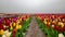 Different color Tulip flowers in the flower field in The Netherlands