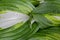 Different colored leaves of plantain lilies