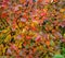 Different colorfull leaves and blak berries on plants that are wet from rainfall