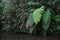 Different colors of enormous ferns next to a river in tropical rainforest