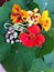 different coloured blossoms of nasturtium plus green seeds and dried riped seeds