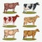 Different cows colors set, .