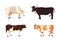 Different cows, isolated Vector illustration. Mammal funny animals. Set milk cow