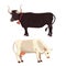 Different cows, isolated Vector illustration. Mammal funny animals. Set milk cow