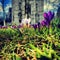 Different crocus (Iridaceae) in bloom standing in a perk in front of an ancient church