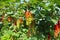 Different degrees of berries ripeness - closeup of isolated bunches unripe and almost ripe red gooseberries ribes rubrum in