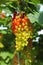 Different degrees of berries ripeness - closeup of isolated bunches unripe and almost ripe red gooseberries ribes rubrum in