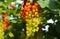 Different degrees of berries ripeness - closeup of isolated bunches unripe and almost ripe red gooseberries ribes rubrum in