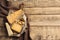 Different delicious cheeses served on wooden table, top view.