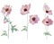 Different detailed pink anemones on white background. Elegant flowers for wedding. Illustration can be used for romantic projects